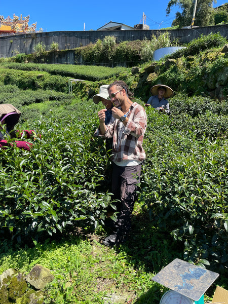 Milk Oolong, Crema di alishan (Jin Xuan #12 )